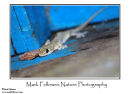Flat tailed house gecko Cosymbotus platyurus